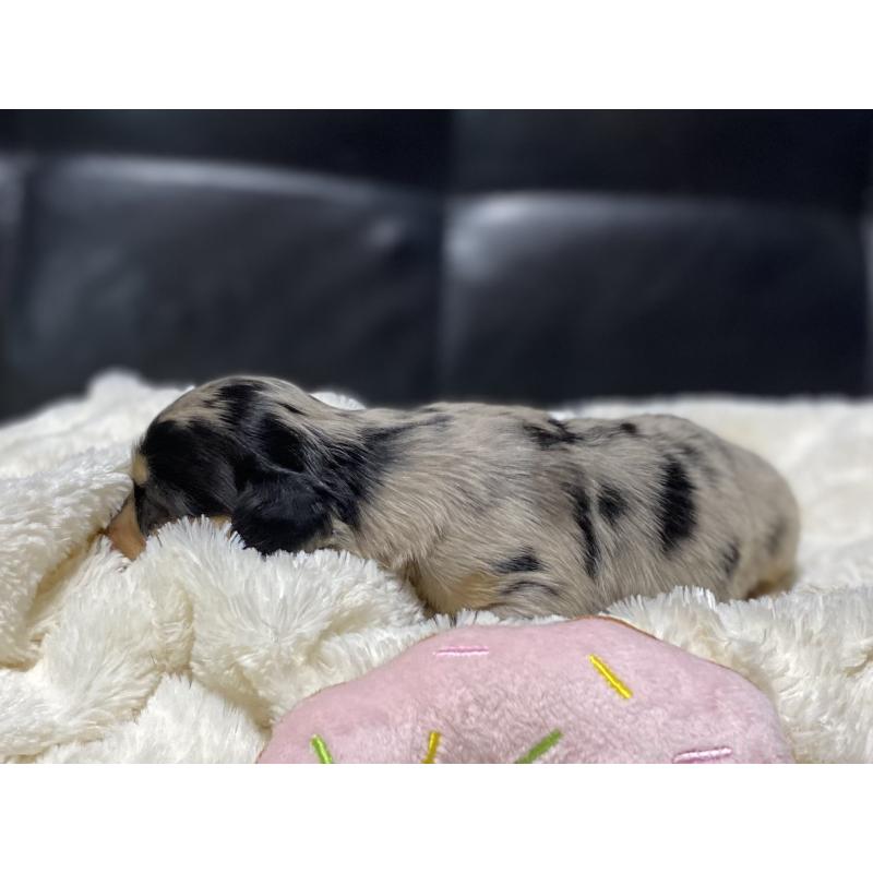 販売中の岐阜県のミニチュアダックスフンド(ロングヘアード)-450133の5枚目