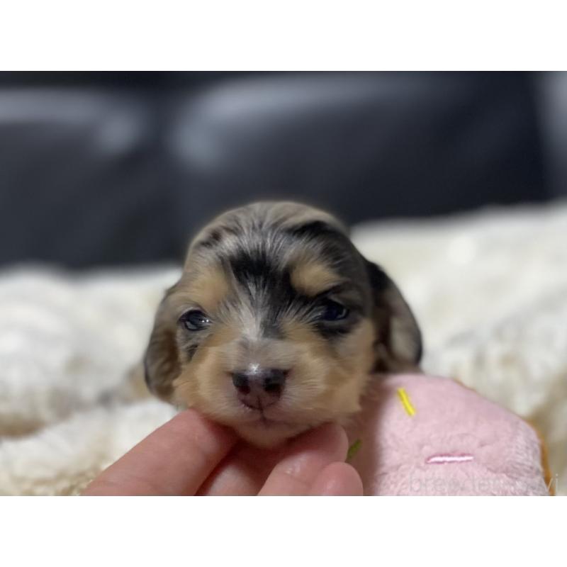 販売中の岐阜県のミニチュアダックスフンド(ロングヘアード)-450133の4枚目