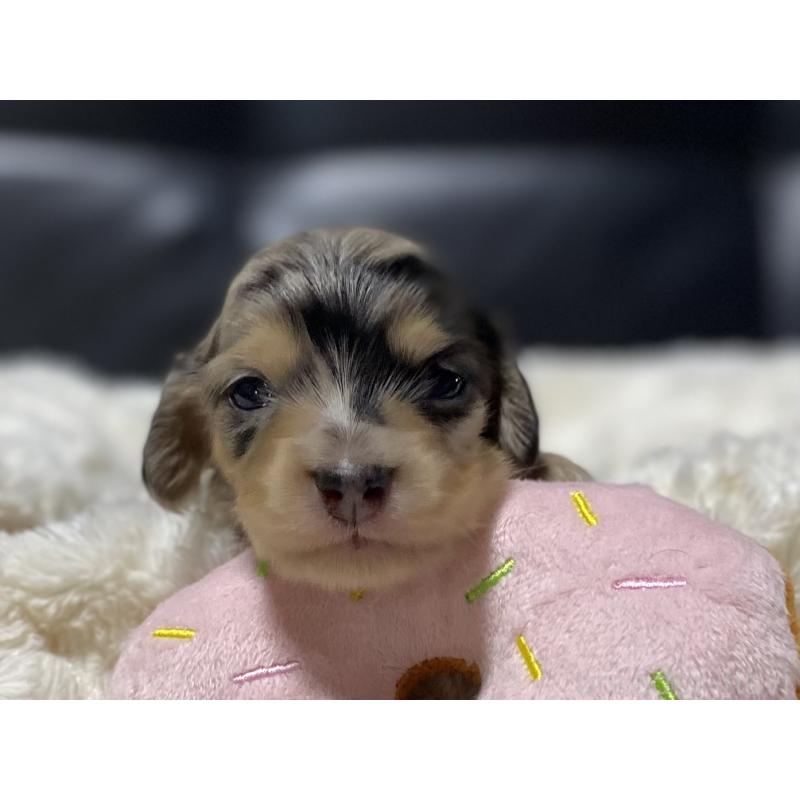 販売中の岐阜県のミニチュアダックスフンド(ロングヘアード)-450133の3枚目