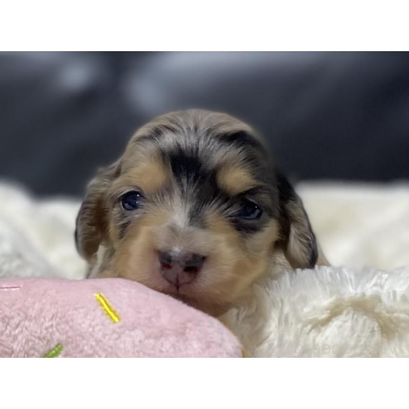 販売中の岐阜県のミニチュアダックスフンド(ロングヘアード)-450133の2枚目