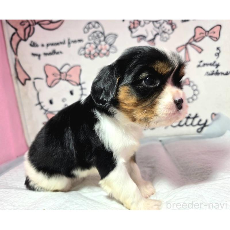 販売中の静岡県のキャバリアキングチャールズスパニエル-450126の8枚目