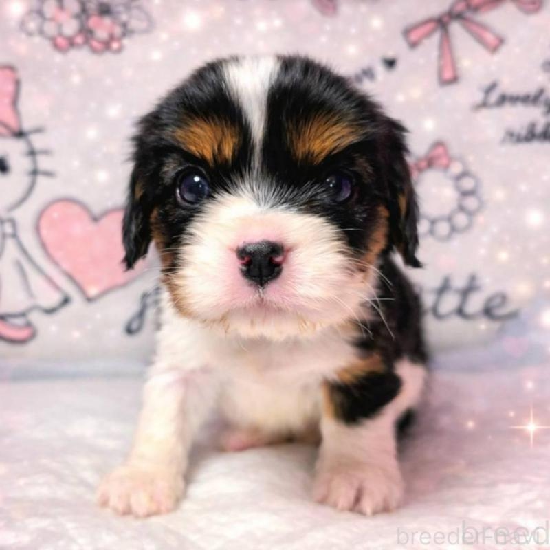 販売中の静岡県のキャバリアキングチャールズスパニエル-450126