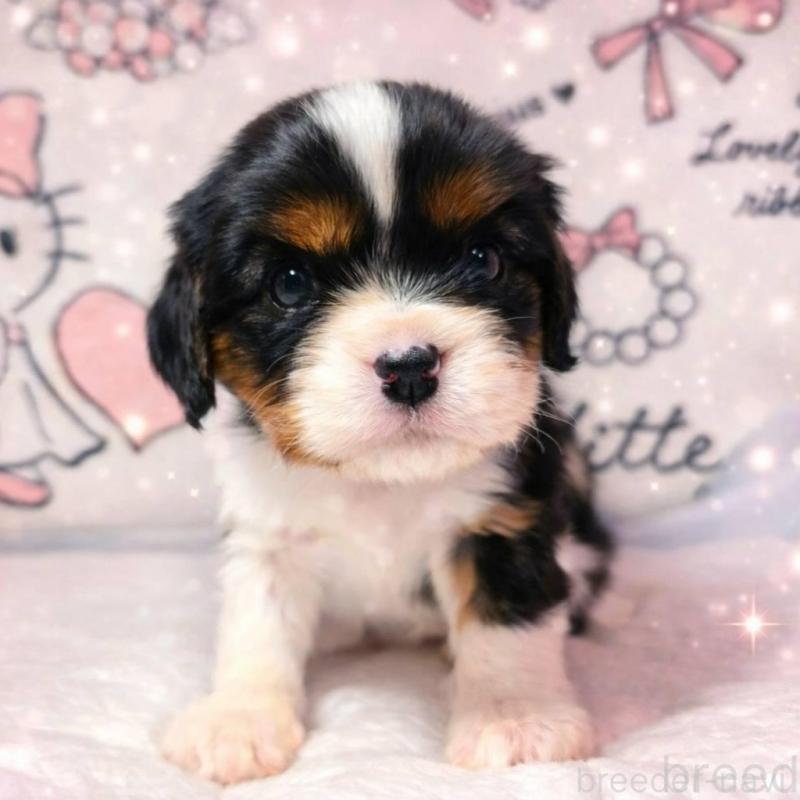 販売中の静岡県のキャバリアキングチャールズスパニエル-450126の7枚目