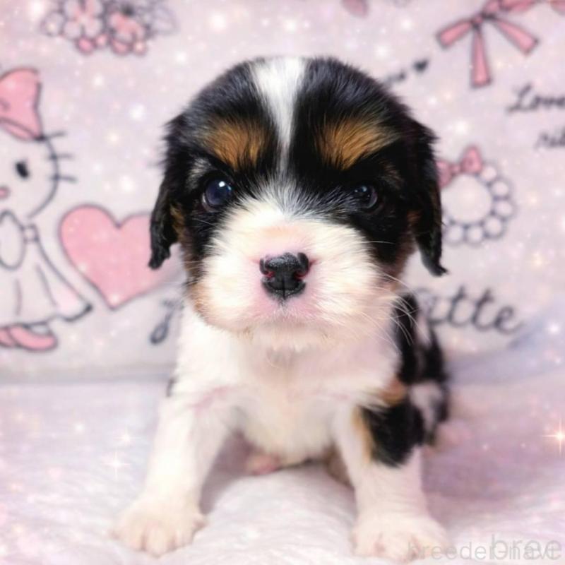 販売中の静岡県のキャバリアキングチャールズスパニエル-450126の6枚目