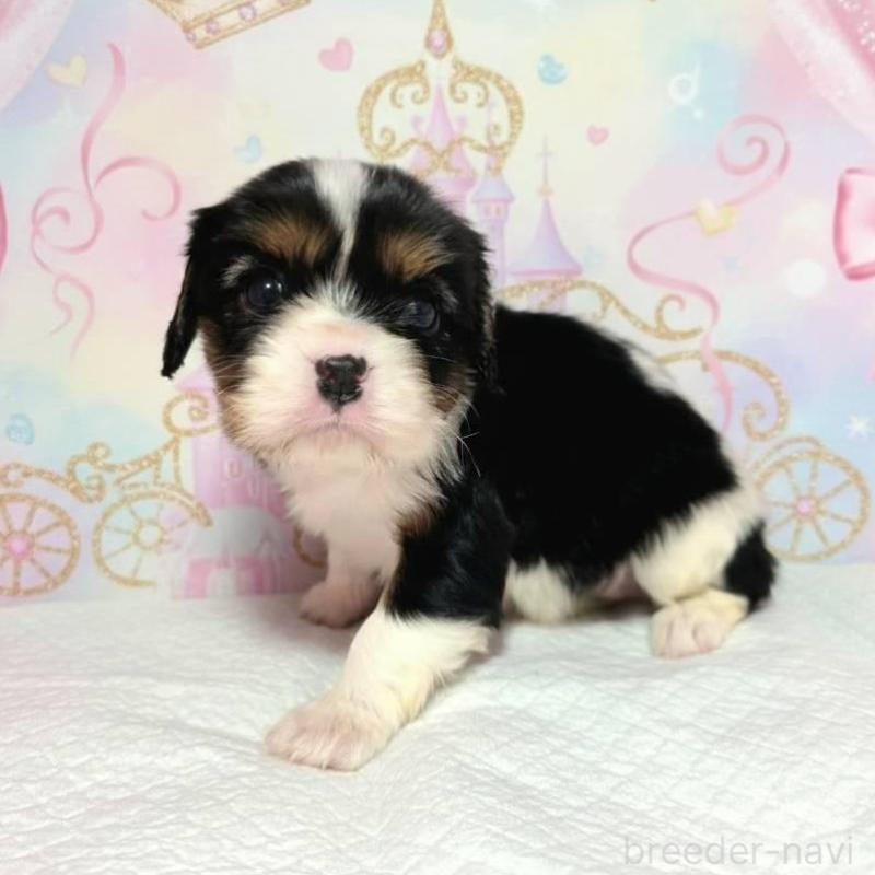 販売中の静岡県のキャバリアキングチャールズスパニエル-450126の4枚目