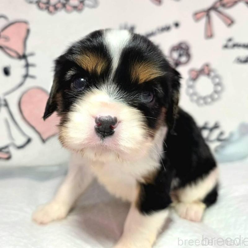 販売中の静岡県のキャバリアキングチャールズスパニエル-450126の3枚目