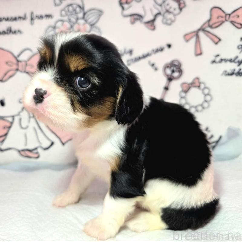 販売中の静岡県のキャバリアキングチャールズスパニエル-450126の2枚目