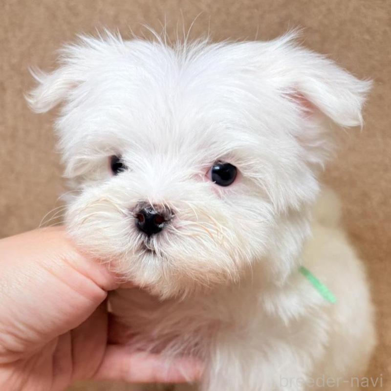 販売中の東京都のマルチーズ-450128