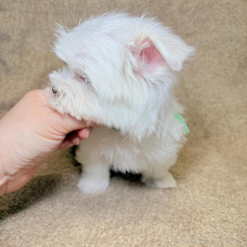 販売中の東京都のマルチーズ-450128の8枚目