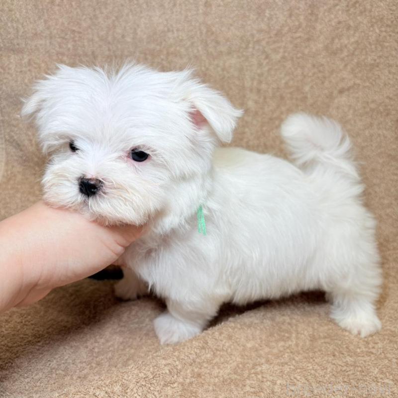 販売中の東京都のマルチーズ-450128の7枚目