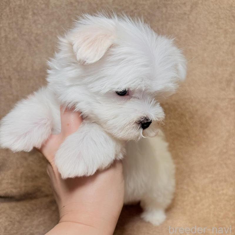 販売中の東京都のマルチーズ-450128の6枚目