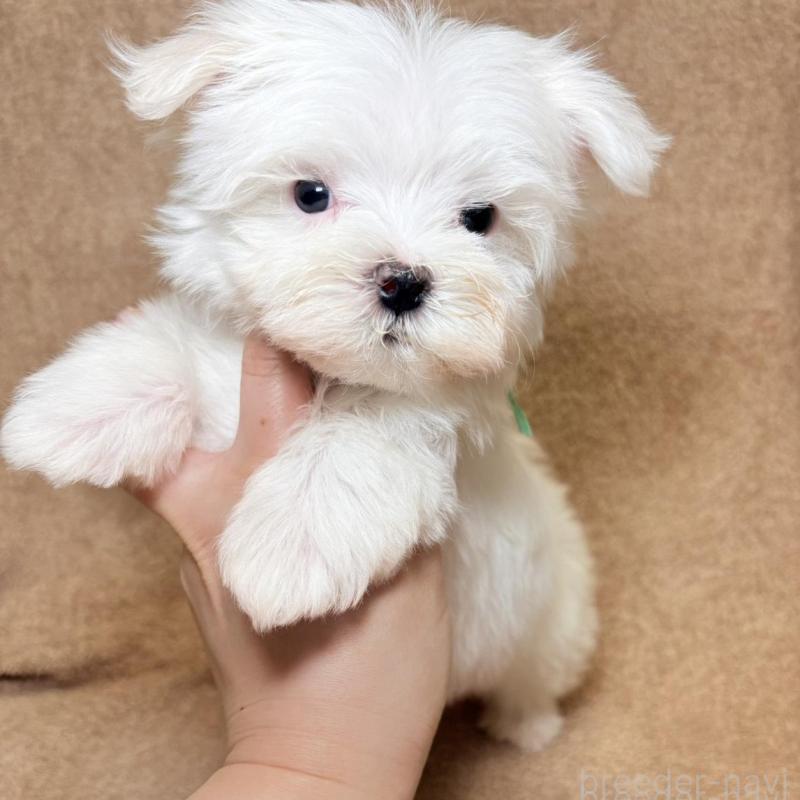 販売中の東京都のマルチーズ-450128の4枚目