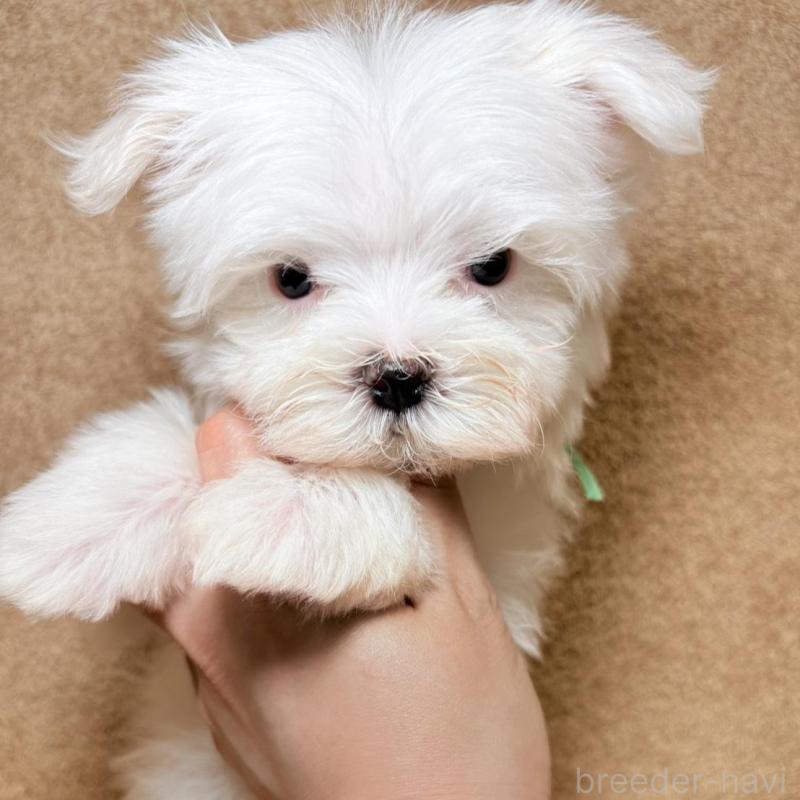 販売中の東京都のマルチーズ-450128の3枚目