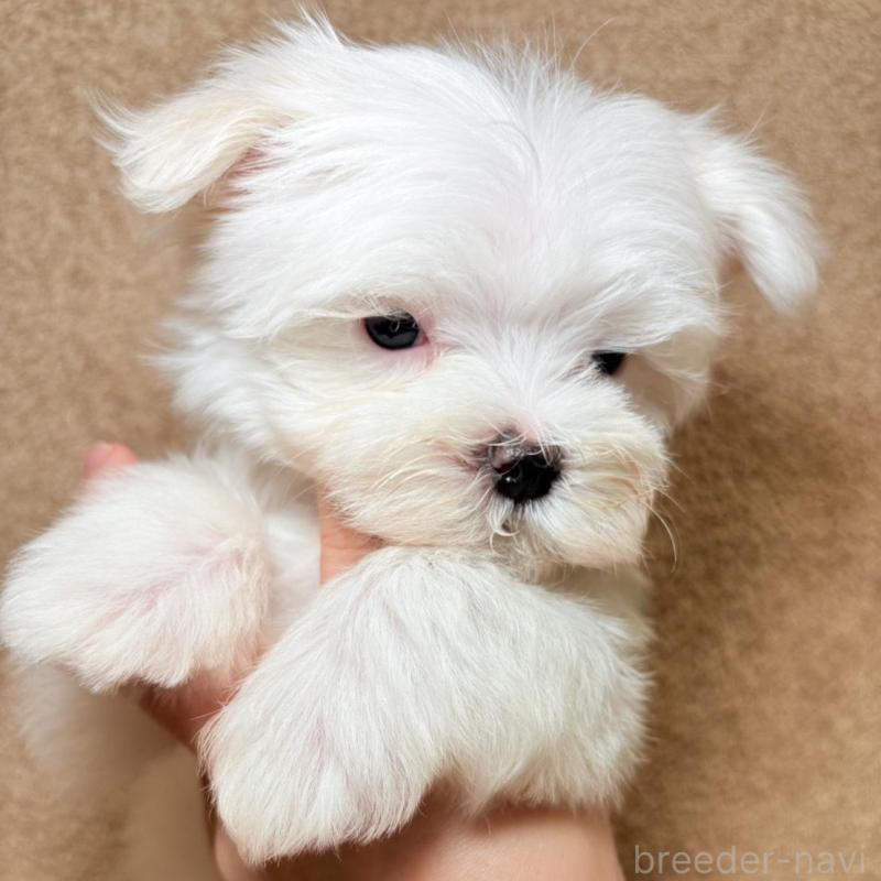 販売中の東京都のマルチーズ-450128の2枚目