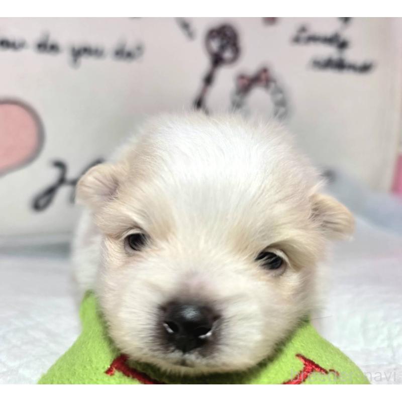 販売中の静岡県のポメラニアン-450129の5枚目