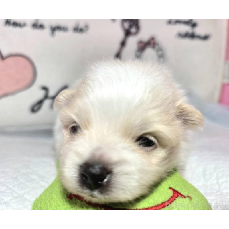 販売中の静岡県のポメラニアン-450129の4枚目