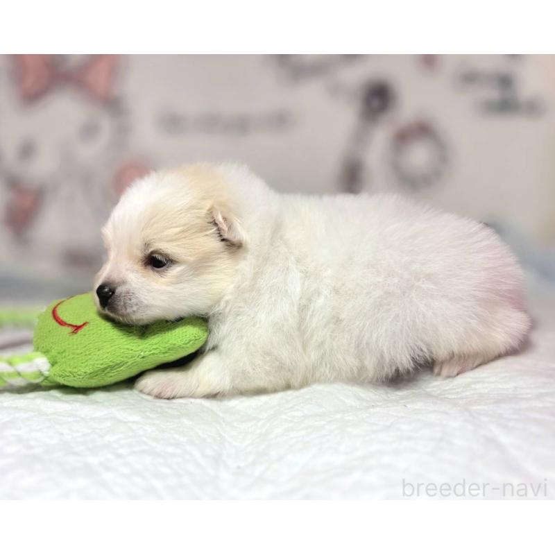 販売中の静岡県のポメラニアン-450129の3枚目