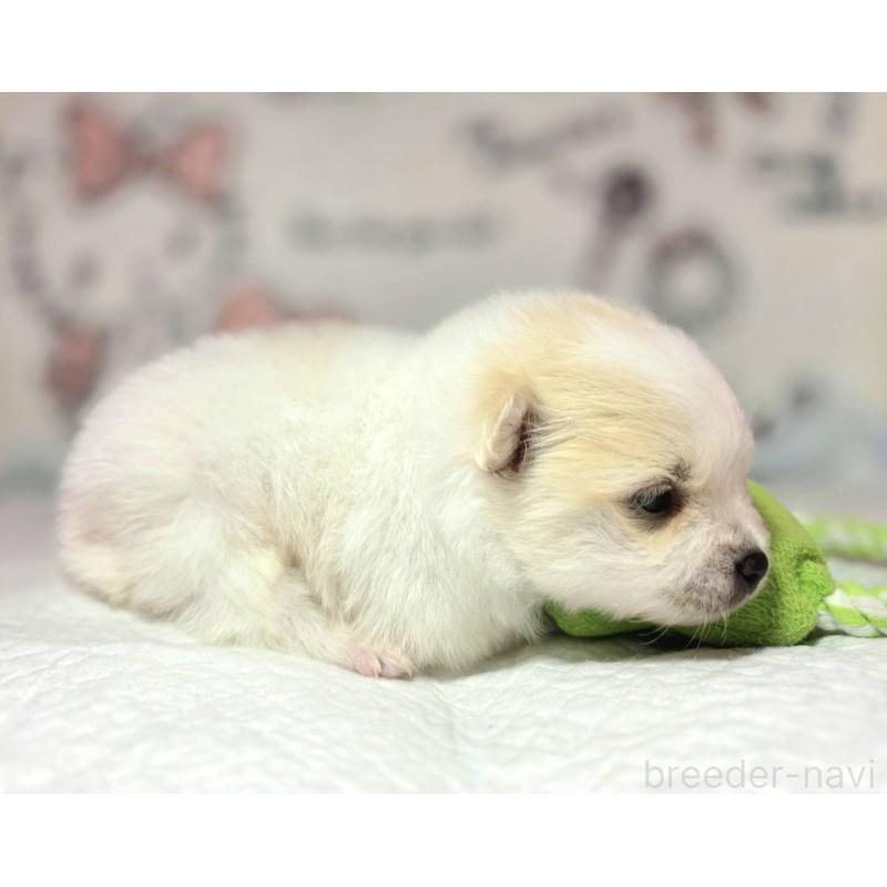 販売中の静岡県のポメラニアン-450129の2枚目