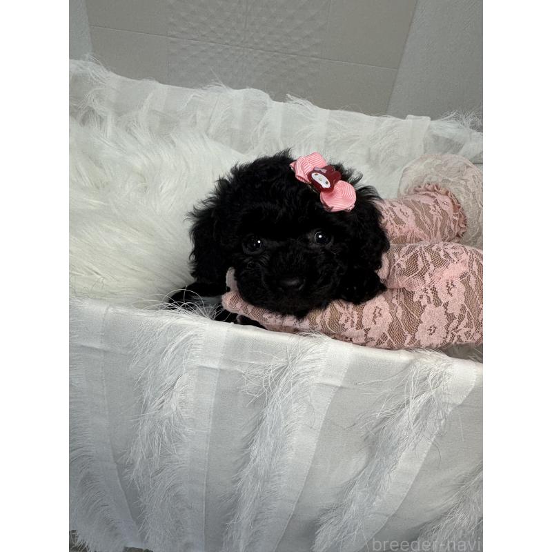 販売中の山梨県のミックス犬-450130の8枚目