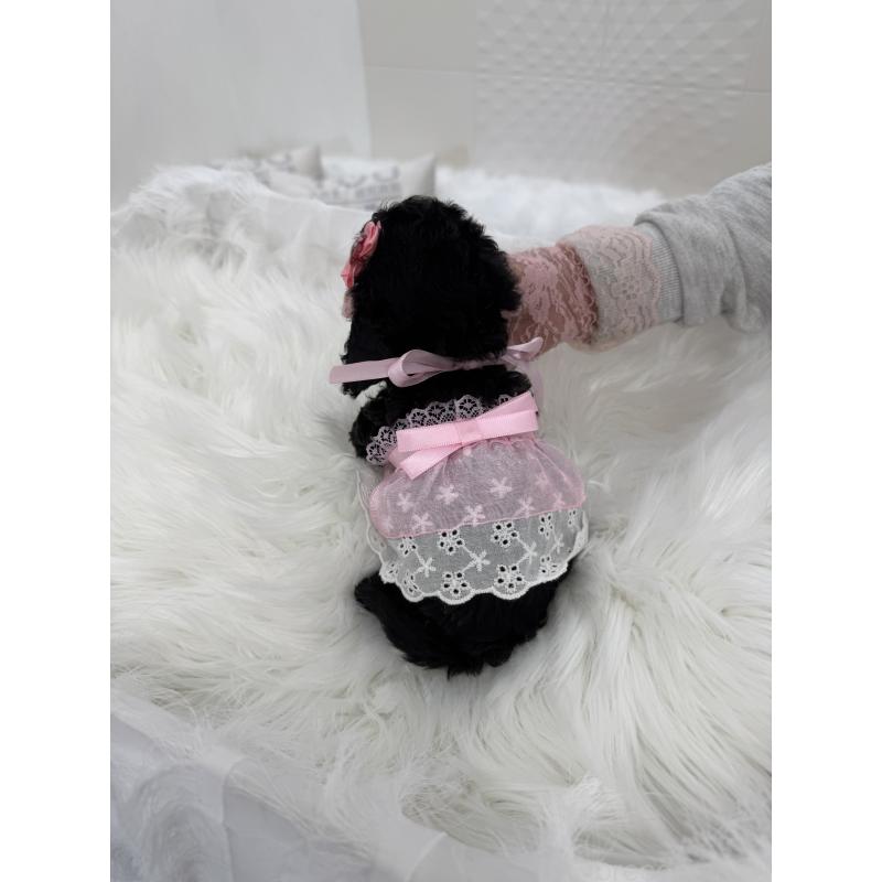 販売中の山梨県のミックス犬-450130の7枚目