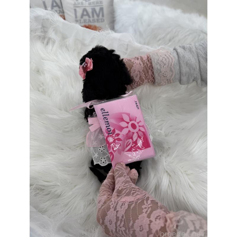 販売中の山梨県のミックス犬-450130の6枚目