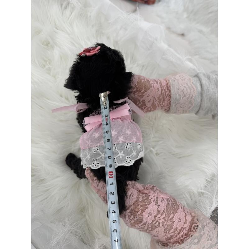 販売中の山梨県のミックス犬-450130の5枚目