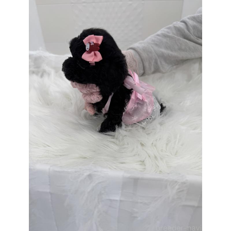 販売中の山梨県のミックス犬-450130の4枚目