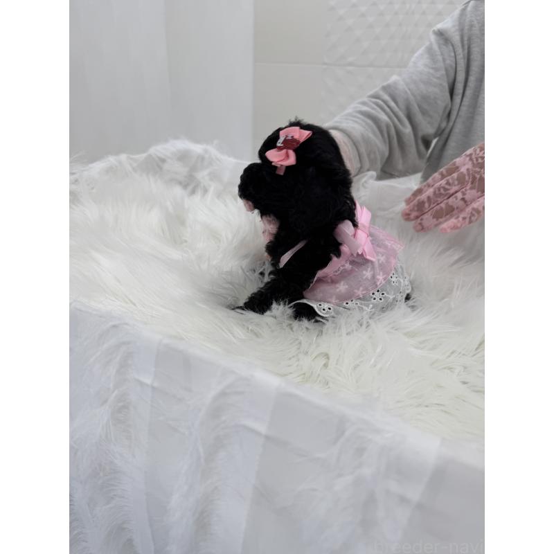 販売中の山梨県のミックス犬-450130の3枚目