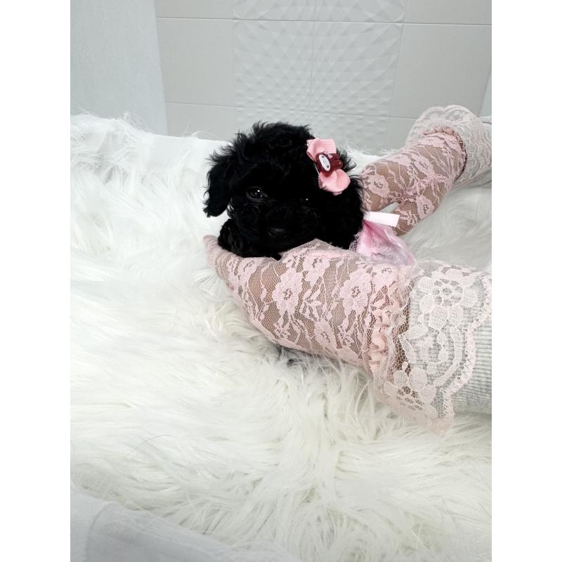 販売中の山梨県のミックス犬-450130の2枚目