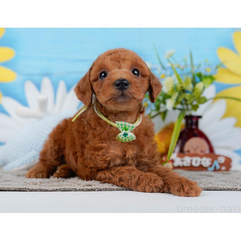 販売中の神奈川県のトイプードル-450139の14枚目