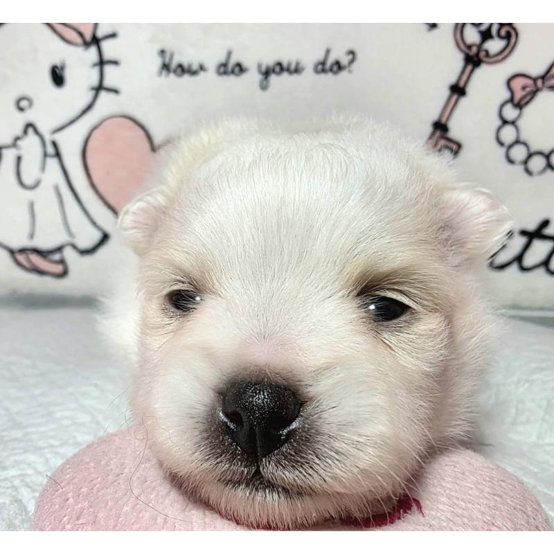 販売中の静岡県のポメラニアン-450131の6枚目