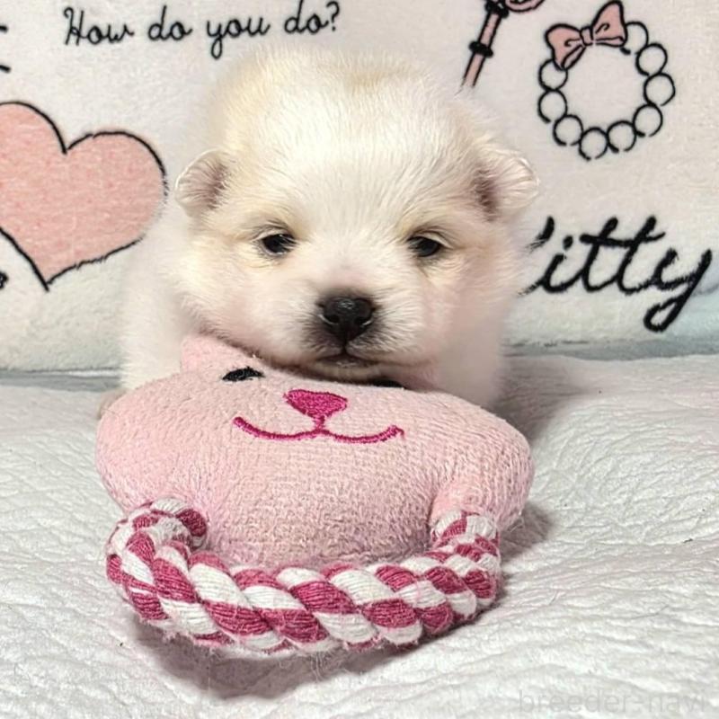 販売中の静岡県のポメラニアン-450131