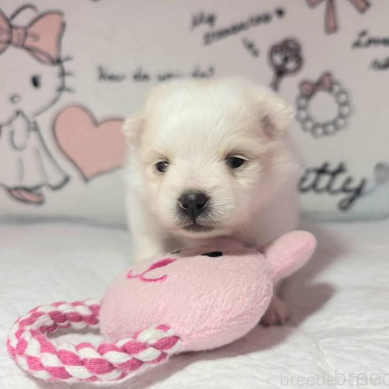 販売中の静岡県のポメラニアン-450131の5枚目