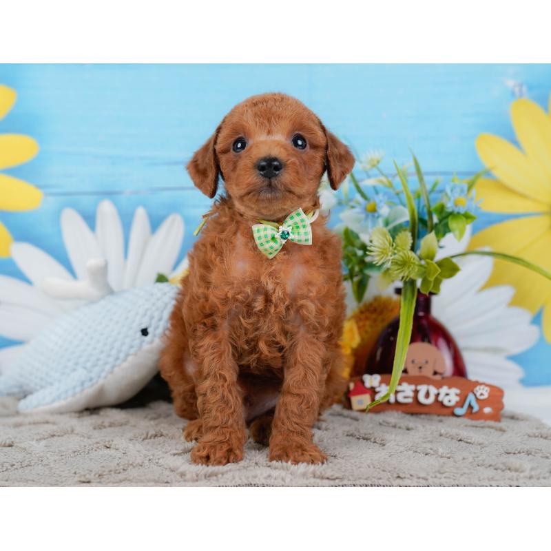 販売中の神奈川県のトイプードル-450139の12枚目