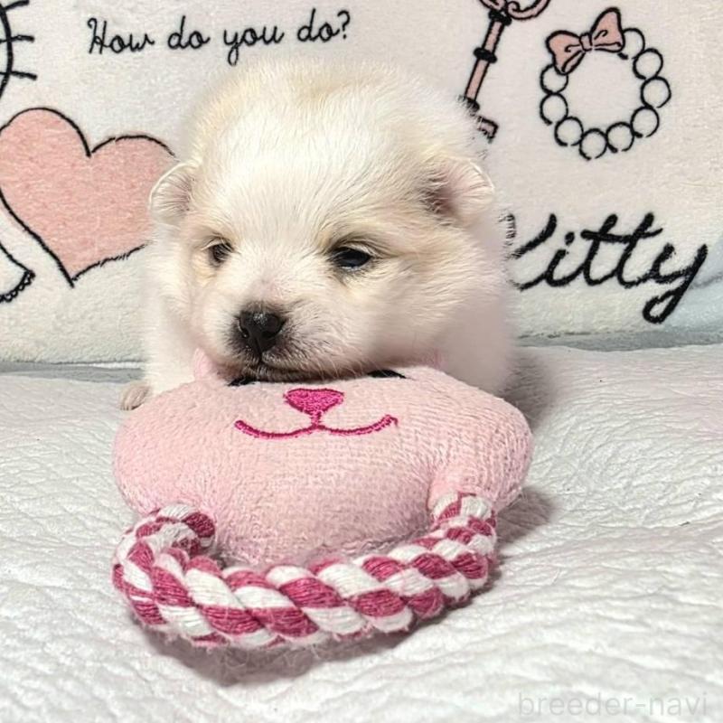 販売中の静岡県のポメラニアン-450131の4枚目