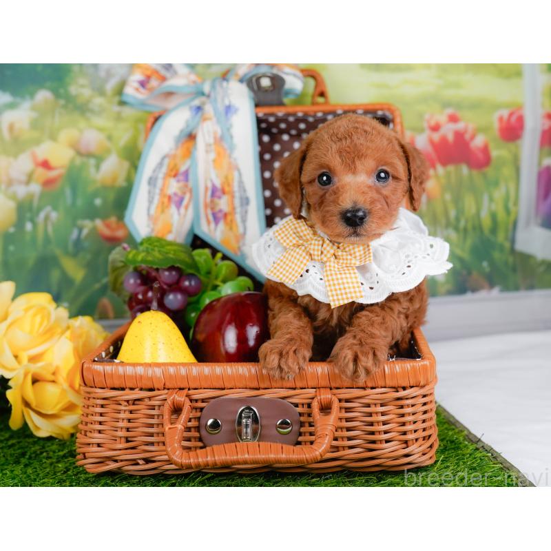 販売中の神奈川県のトイプードル-450139の11枚目