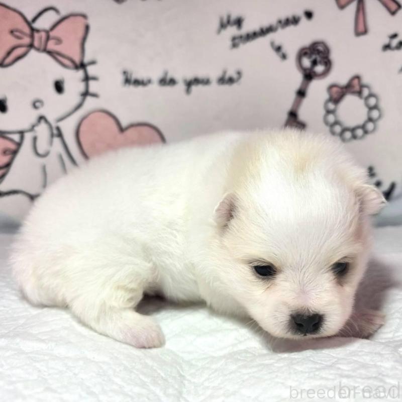 販売中の静岡県のポメラニアン-450131の3枚目