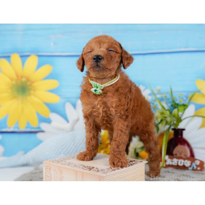 販売中の神奈川県のトイプードル-450139の10枚目