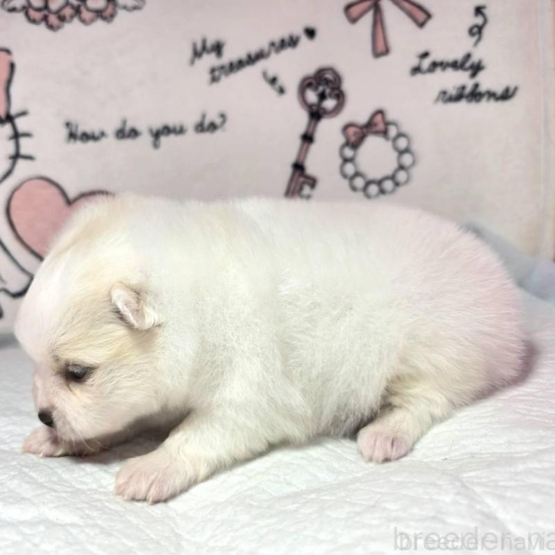 販売中の静岡県のポメラニアン-450131の2枚目