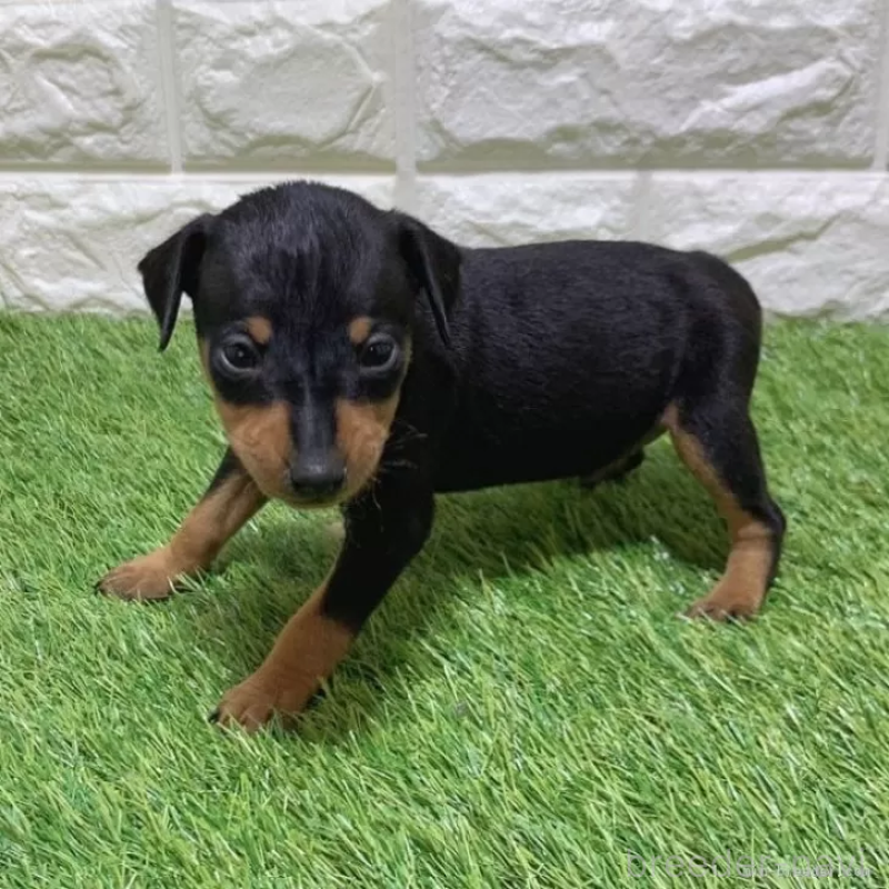 販売中の愛知県のミニチュアピンシャー(ミニピン)-450134の5枚目