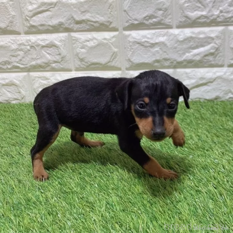 販売中の愛知県のミニチュアピンシャー(ミニピン)-450134の4枚目