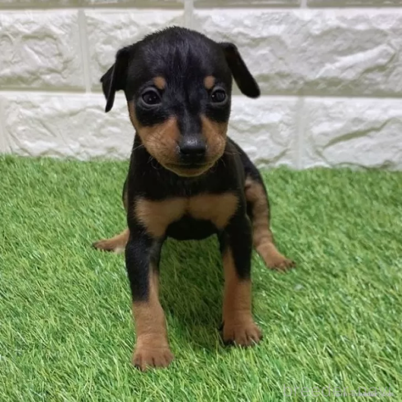 販売中の愛知県のミニチュアピンシャー(ミニピン)-450134の3枚目