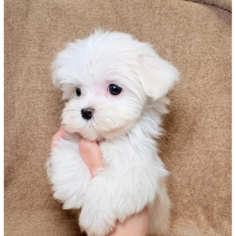 販売中の東京都のマルチーズ-450135の10枚目