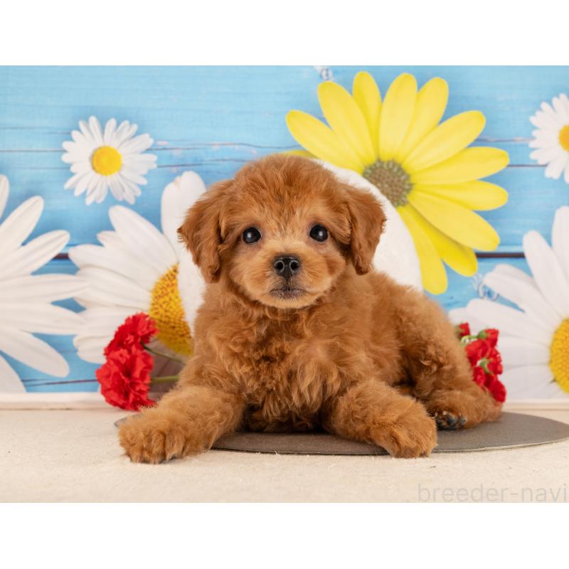 販売中の愛知県のトイプードル-450137の4枚目