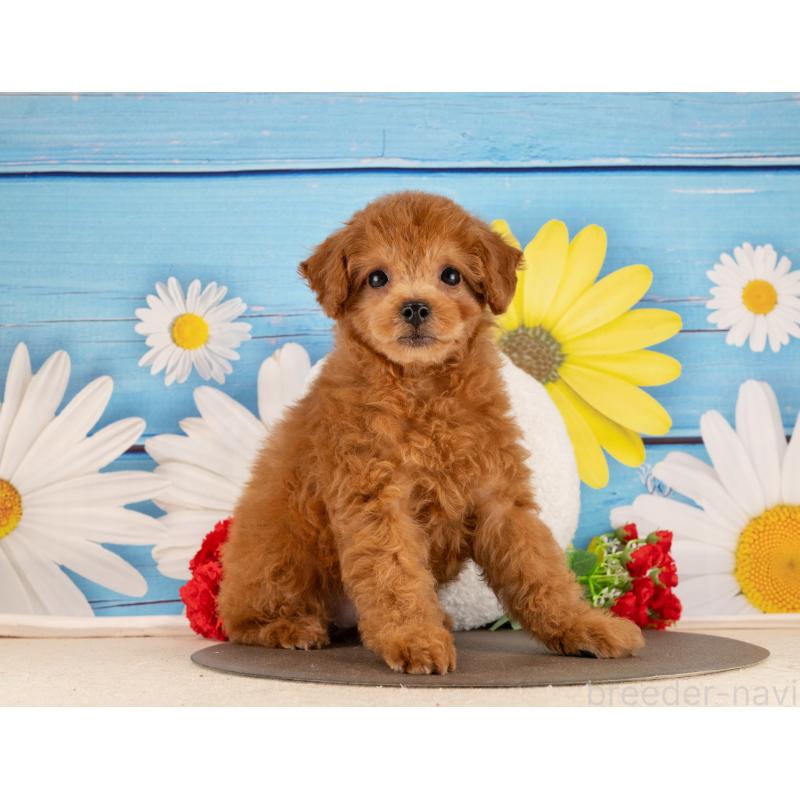 販売中の愛知県のトイプードル-450137の3枚目