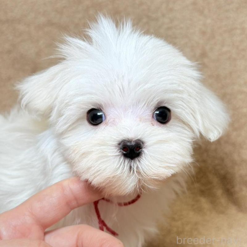 販売中の東京都のマルチーズ-450135