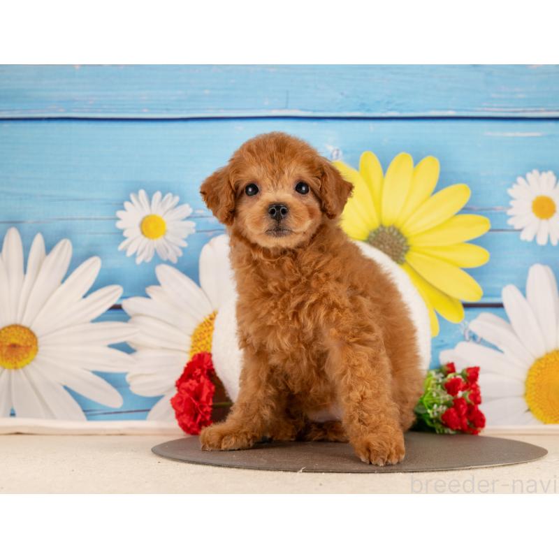 販売中の愛知県のトイプードル-450137の2枚目