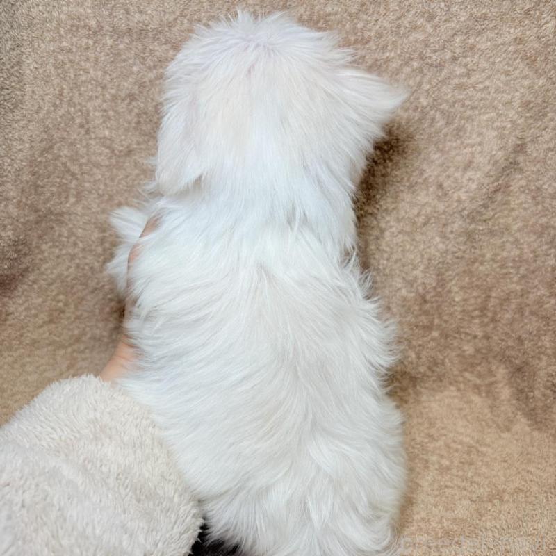 販売中の東京都のマルチーズ-450135の9枚目