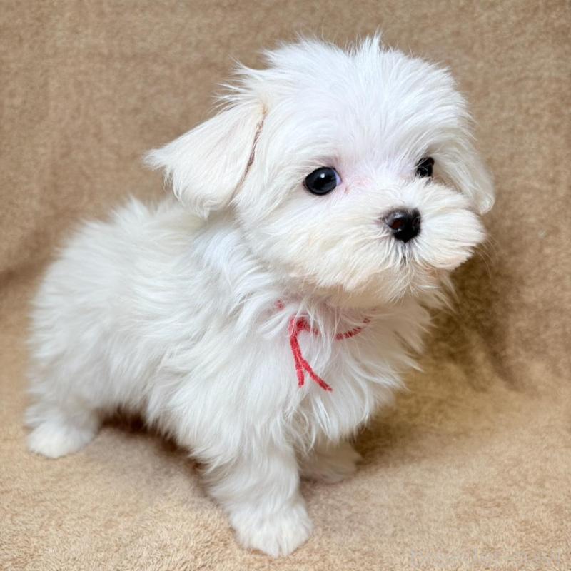 販売中の東京都のマルチーズ-450135の8枚目