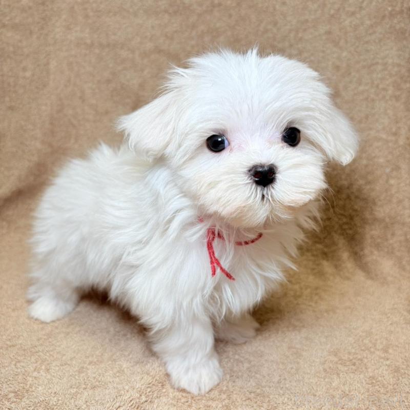 販売中の東京都のマルチーズ-450135の7枚目